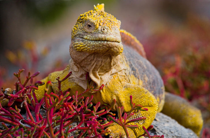 galapagos_leguan_23 (2)