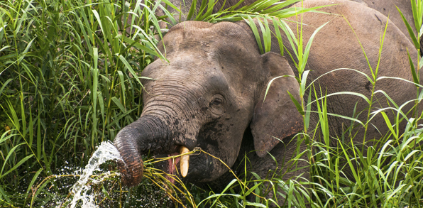 malaysia - belum rainforest_elefant_02