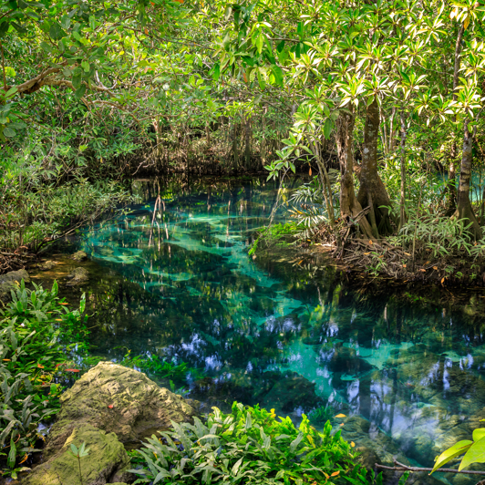 Krabi Smukke Mangrove Skov