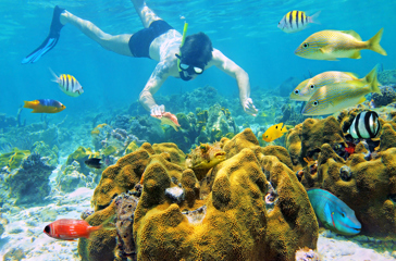 mexico - mexico_snorkel_koral_fisk_01
