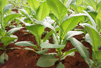 cuba - vinales mark