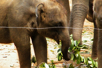 sri lanka - udawalawe_elefant transit home_02