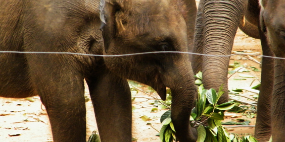 sri lanka - udawalawe_elefant transit home_02