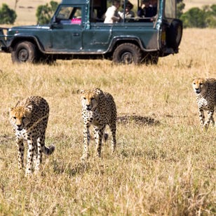 ...bl.a. geparder, som er sjældne, men som trives i Greater Kruger National Park.