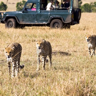 ...bl.a. geparder, som er sjældne, men som trives i Madikwe National Park.
