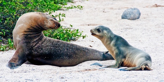 galapagos_soeloeve_09
