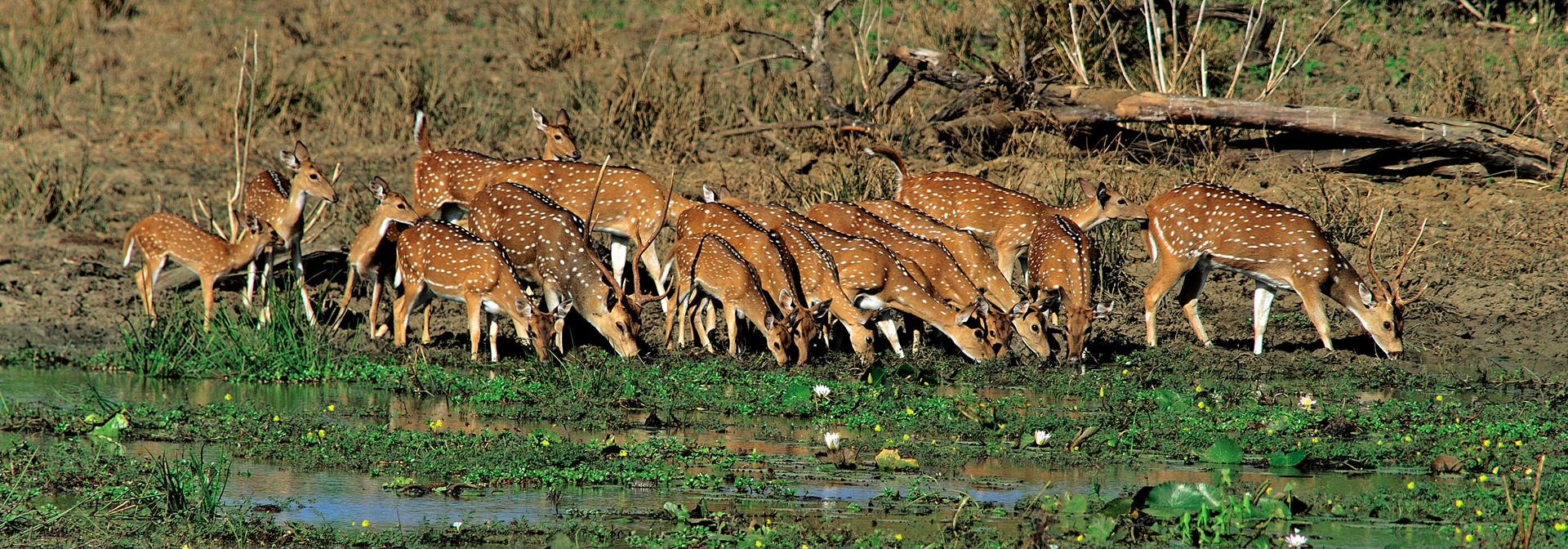 Yala National Park Axis Deer 01