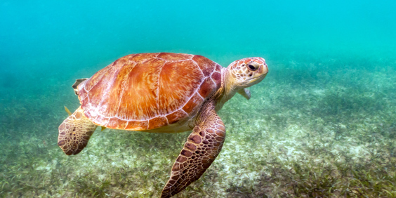 mexico - Akumal_skildpadde_04