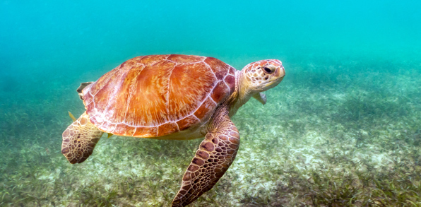 mexico - Akumal_skildpadde_04