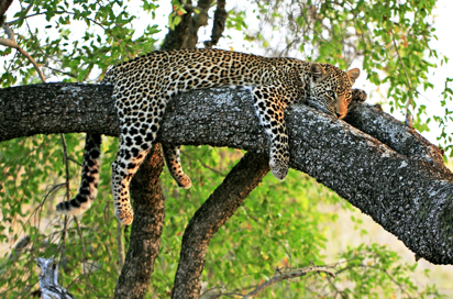sydafrika - sydafrika_natur_leopard_04