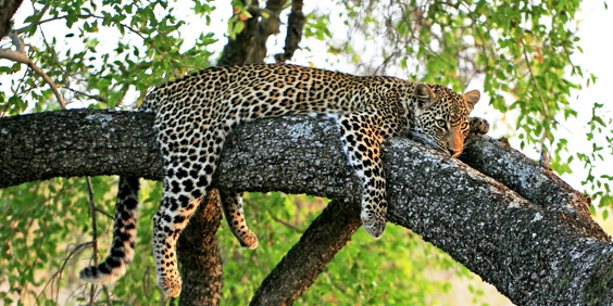 sydafrika - sydafrika_natur_leopard_04