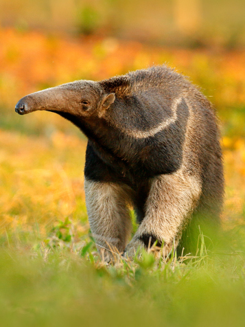 Pantanal Myresluger