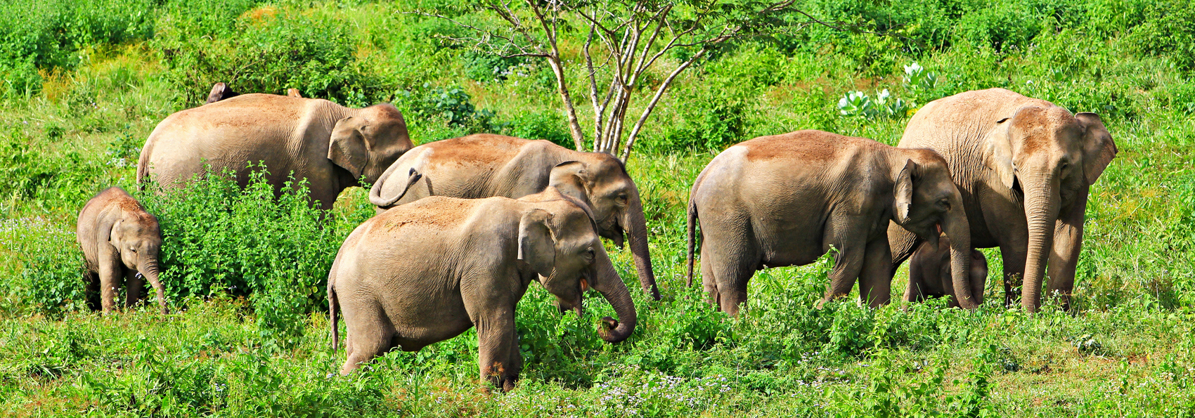 thailand - khao yai national park_elefanter_04
