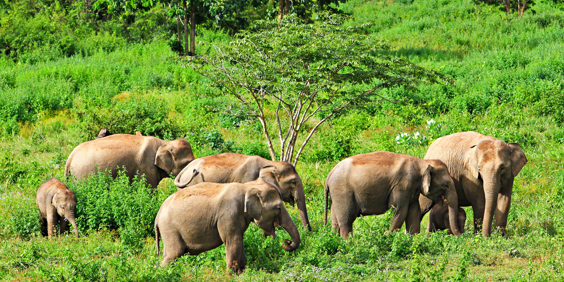 thailand - khao yai national park_elefanter_04