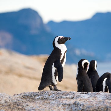 sydafrika - cape town_boulders beach_pingvin_04