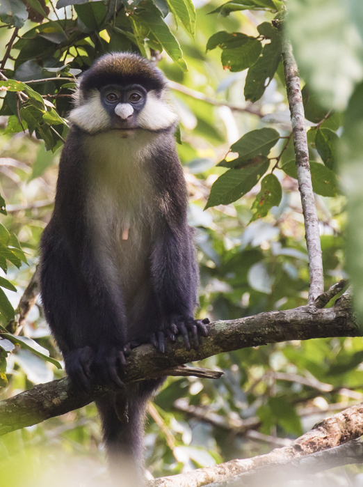 Uganda Kibale National Park Red Tailed Monkey