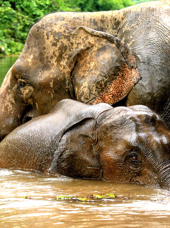 laos - elephant conservation center _01