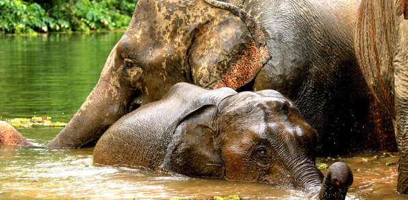laos - elephant conservation center _01