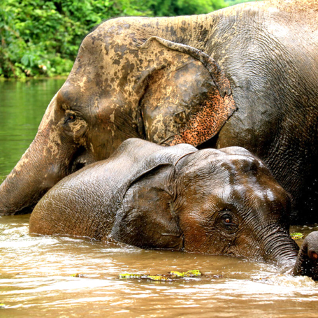 laos - elephant conservation center _01