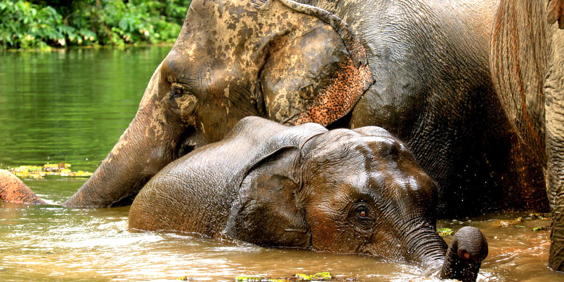 laos - elephant conservation center _01