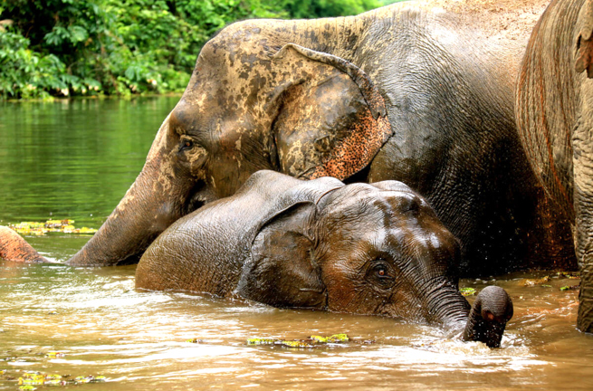 laos - elephant conservation center _01