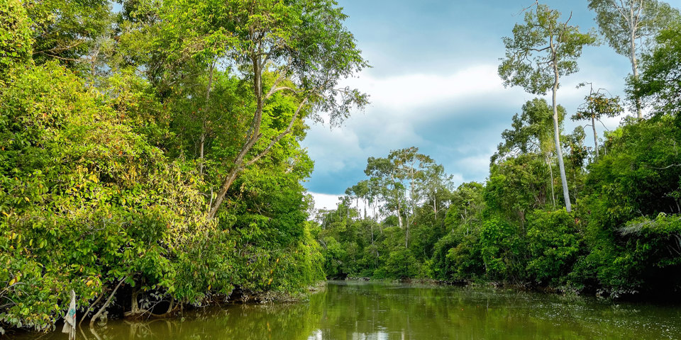 Borneo Kinabatangan River 410887681