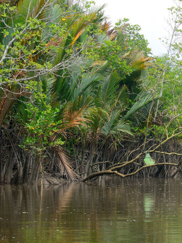 Kuching Santubong River Mangrove
