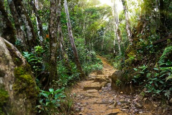 malaysia/borneo - borneo_kinabalu park_jungle_01