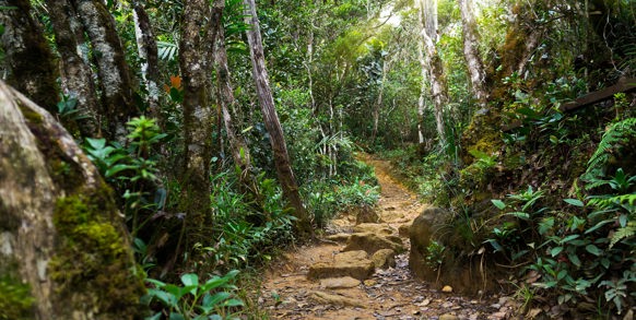 malaysia/borneo - borneo_kinabalu park_jungle_01