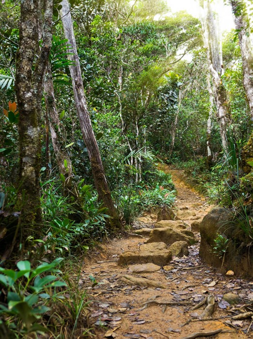 malaysia/borneo - borneo_kinabalu park_jungle_01