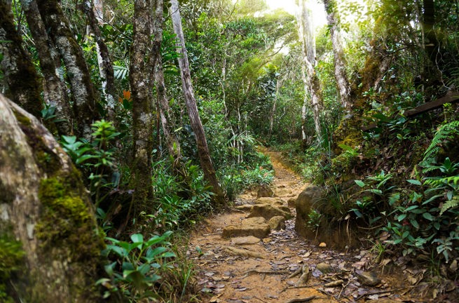 malaysia/borneo - borneo_kinabalu park_jungle_01