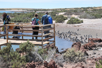 Puerto Madryn Punta Tombo Pingvin Koloni 04
