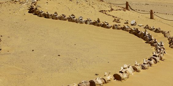 Egypt Fayoum Wadi Al Hitan Fossil Early Form Of Whale 1680363559