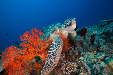 bali - gili_skildpadde_02