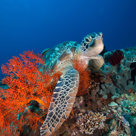 bali - gili_skildpadde_02