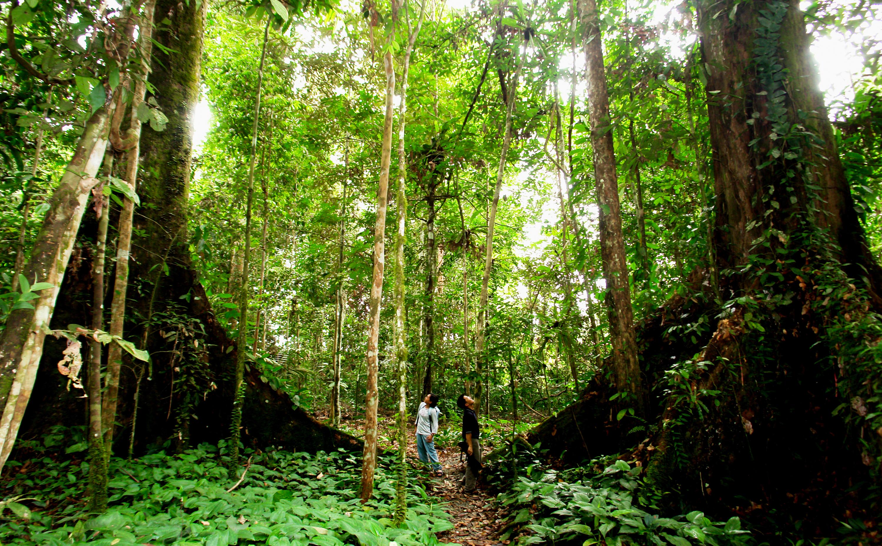 malaysia/borneo - borneo_sabah_jungle_01