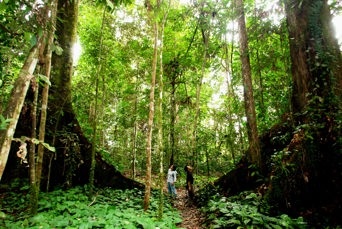 malaysia/borneo - borneo_sabah_jungle_01