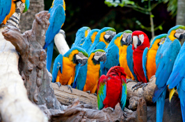 costa rica - costa rica_papegoeje_fugl_01