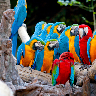 Ara Papegøjerne lever vildt i Costa Rica