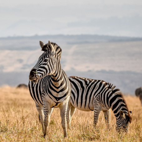 Sydafrika Pilanesberg Zebra Shutterstock 1702983190