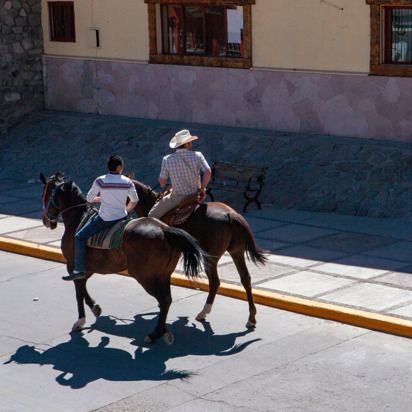 Chihuahua Cowboy Hest As 282877573