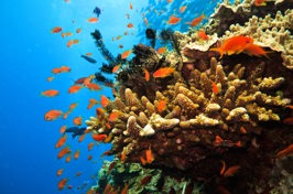 australien - great barrier reef_Koral_01