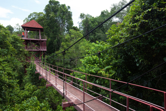 danum valley_haengebro_04
