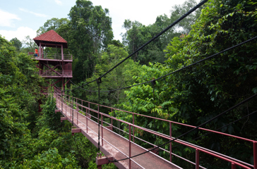 danum valley_haengebro_04