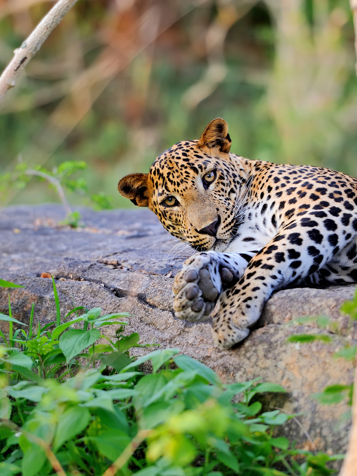 sri lanka - minneriya nationalpark_leopard_01