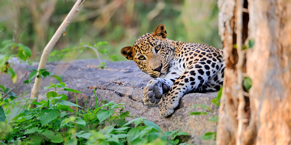 sri lanka - minneriya nationalpark_leopard_01