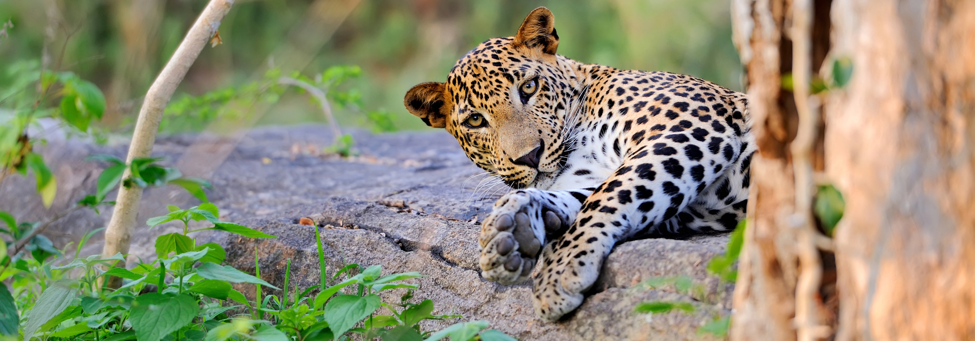 sri lanka - minneriya nationalpark_leopard_01