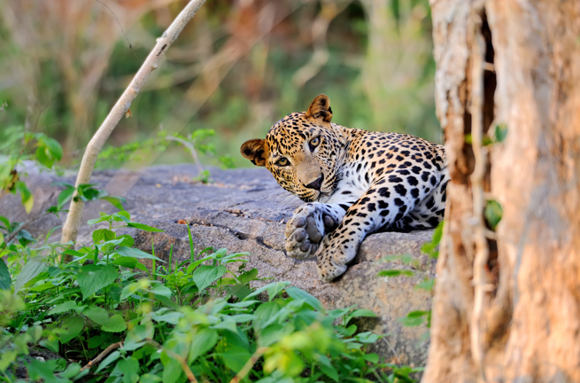 sri lanka - minneriya nationalpark_leopard_01