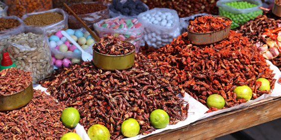 mexico - Oaxaca_chokolade græshopper_01