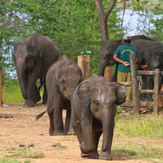 sri lanka - udawalawe_elefant transit home_01